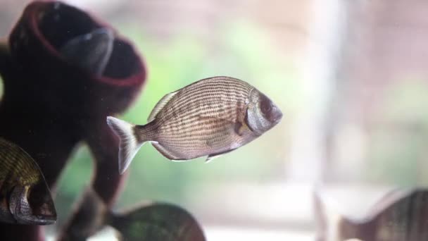 Stříbrné Ryby Plavou Akváriu Poblíž Amfor Vysoce Kvalitní Záběry — Stock video