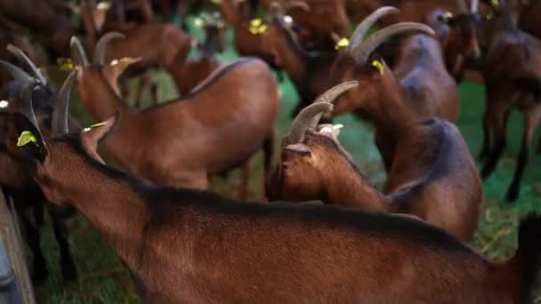 Cabras Con Cuernos Marrones Están Caminando Por Paddock Granja Imágenes — Vídeos de Stock