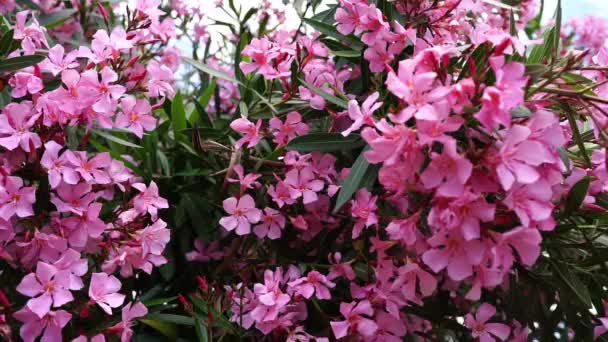Różowy Oleander Kwiaty Wśród Zielonych Liści Wysokiej Jakości Materiał Filmowy — Wideo stockowe
