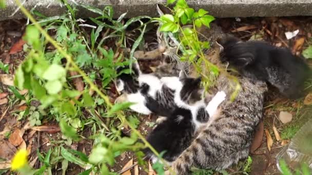 Tabby Cat Feeds Her Kittens Garden High Quality Fullhd Footage — Wideo stockowe