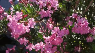 Pink oleander flowers among green leaves on a bush above the water. High quality FullHD footage