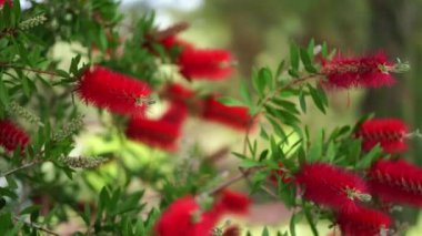 Kırmızı callistemon çiçekleri parktaki yeşil dallarda çiçek açar. Yüksek kalite 4k görüntü