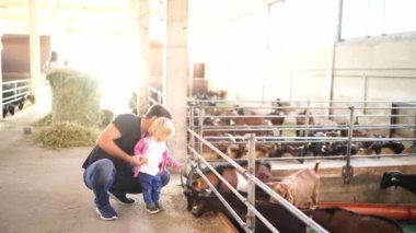 Dad and little girl petting goats eating grain from behind a farm fence. High quality 4k footage