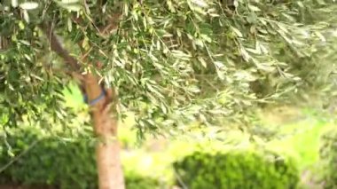 Wind shakes green branches with olives on a tree in a grove. High quality 4k footage