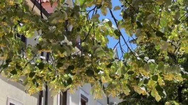 Blooming yellow linden grows in the garden near the building. High quality 4k footage