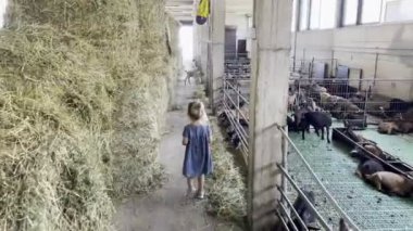 Little girl walks between hay bales and a fenced enclosure with goats at a farm. High quality 4k footage