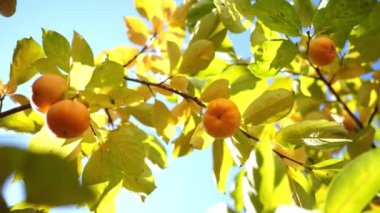 Orange persimmon among yellow foliage against a blue sky. High quality 4k footage