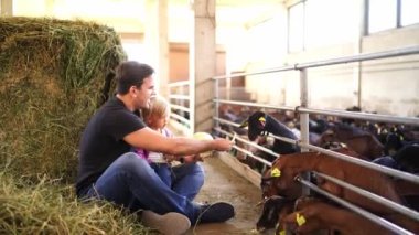 Dad and little girl feed cabbage to goats in a paddock behind a fence. High quality 4k footage