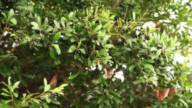 Sun shines through the dense green foliage of a laurel tree. High quality 4k footage