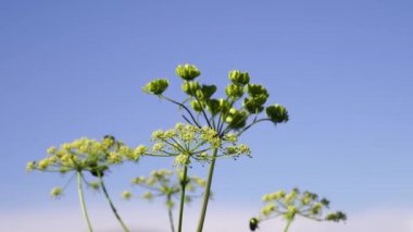 Green beetles crawl on the yellow inflorescences of a plant swaying in the wind. High quality 4k footage