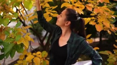 Smiling young woman picking ripe persimmons in the garden. High quality 4k footage