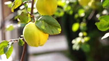 Yellow large quince fruits sway slightly on green branches. High quality 4k footage