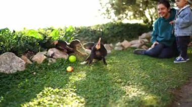 Anne ve küçük kız yeşil çimlerde oynayan köpek yavrularını izliyorlar. Yüksek kalite 4k görüntü