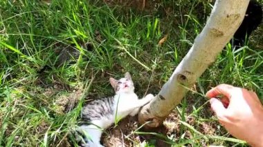 Adam, bir ağaç yakınında yerde yatan tekir bir kediyle çimen yaprağıyla oynuyor. Yüksek kaliteli FullHD görüntüler