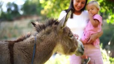 Mom with a little girl in her arms stroking a donkey chewing a carrot. High quality 4k footage