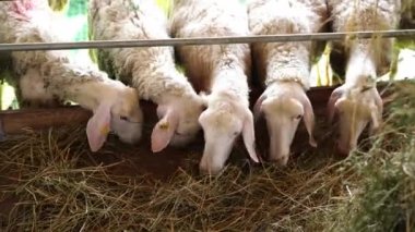 White sheep eat hay by pulling bundles from a pile. High quality 4k footage