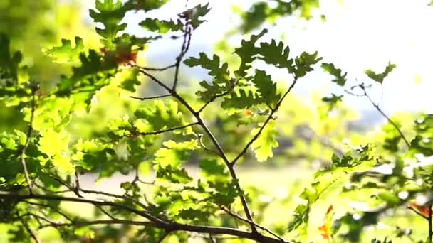 Дубовые Ветви Зелеными Листьями Развевающимися Ветру Высококачественные Fullhd Кадры — стоковое видео