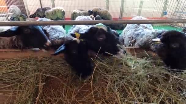 带着耳朵标签的羊在农场的围场里吃饲料员的干草 高质量的4K镜头 — 图库视频影像