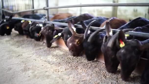 Herd Goats Ear Tags Eating Grain Feeder Corral Farm High — Vídeo de Stock