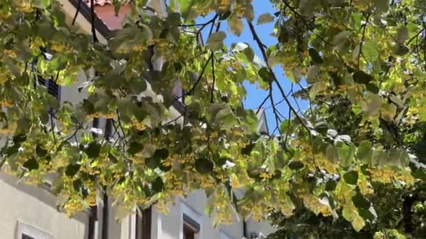 Blooming Yellow Linden Grows Garden Building High Quality Footage — Stockvideo