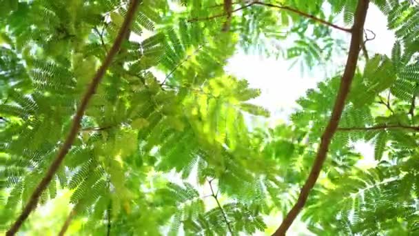 Grüne Blätter Von Albizia Den Zweigen Wiegen Sich Wind Hochwertiges — Stockvideo