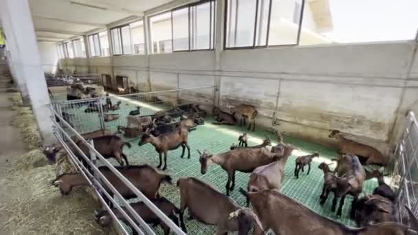 Brązowe Kozy Chodzą Ogrodzonym Padoku Farmie Obok Beli Siana Wysokiej — Wideo stockowe