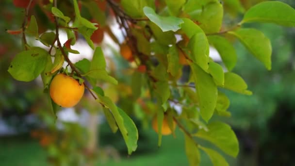 Yellow Persimmon Branch Green Foliage High Quality Footage — Stockvideo