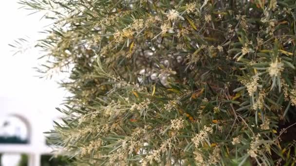 Kvetoucí Větve Olivovníku Proti Obloze Vysoce Kvalitní Záběry — Stock video