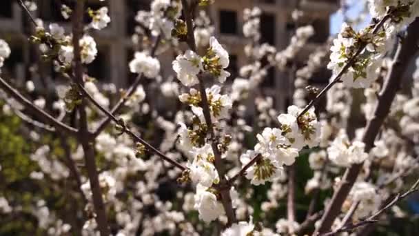 Белые Большие Соцветия Цветущей Вишне Высококачественные Кадры — стоковое видео