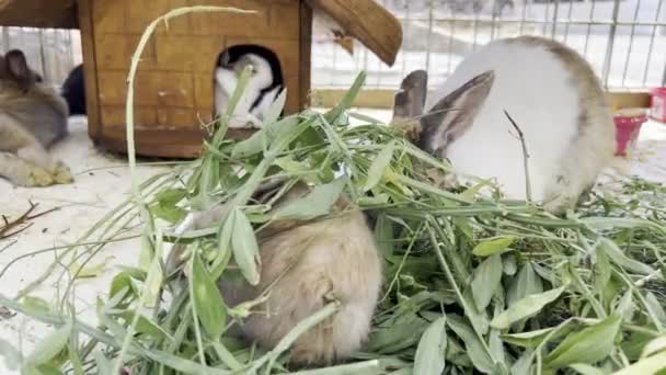 Кролики Їдять Зелене Листя Гілок Складених Підлозі Високоякісні Кадри — стокове відео