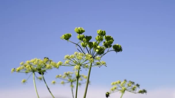 Green Beetles Crawl Yellow Inflorescences Plant Swaying Wind High Quality — Video