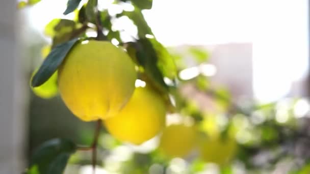 Ripe Quince Sways Branches Wind High Quality Footage — Stock video