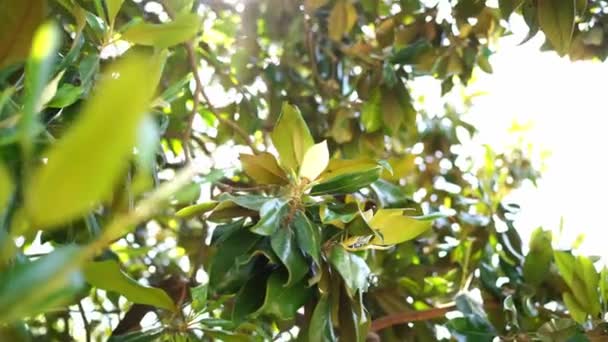 Ramas Verdes Magnolia Con Capullos Flores Blancas Sol Imágenes Alta — Vídeos de Stock