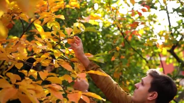 Фермер Збирає Стиглих Людей Дерева Високоякісні Кадри — стокове відео