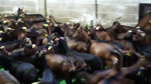 Herd Geiten Rent Springt Rond Een Paddock Een Boerderij Hoge — Stockvideo