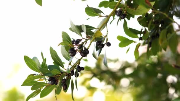 Las Aceitunas Negras Cuelgan Las Ramas Verdes Árbol Jardín Imágenes — Vídeo de stock