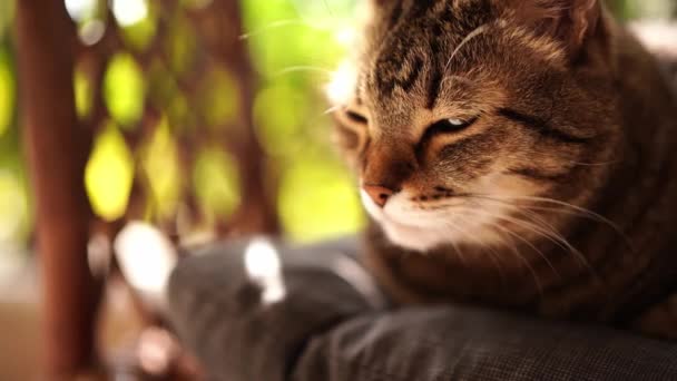 Tabby Cat Pillow Lies Sun Half Asleep High Quality Footage — Stockvideo