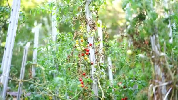 Zrání Malých Rajčat Visí Větvích Splétajících Podél Podpěr Zahradě Vysoce — Stock video