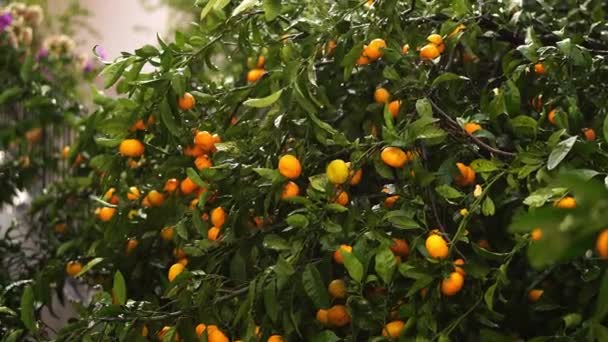 Tropical Downpour Garden Ripe Tangerines High Quality Footage — Stock video