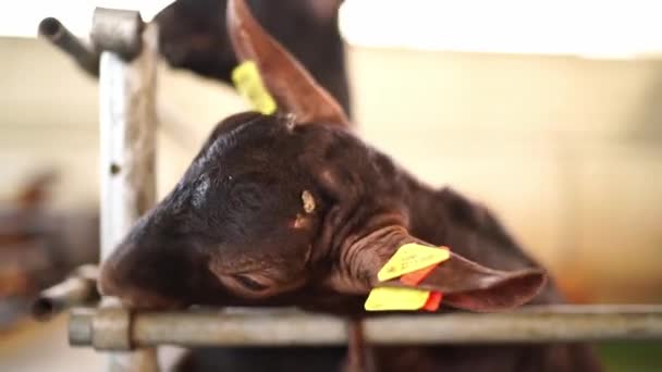 Masticar Cabras Sin Cuernos Asomarse Por Detrás Una Valla Una — Vídeos de Stock