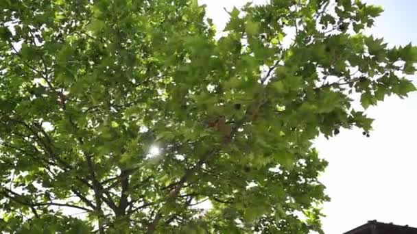 Солнце Светит Сквозь Зеленую Листву Дерева Рядом Современным Зданием Высококачественные — стоковое видео