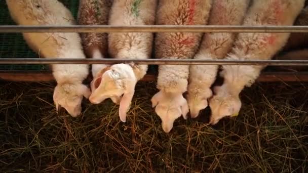 Troupeau Moutons Mangeant Foin Penchés Derrière Clôture Corral Images Haute — Video