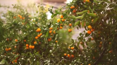 Light drizzle in a tangerine orchard with ripe fruits on the branches. High quality 4k footage