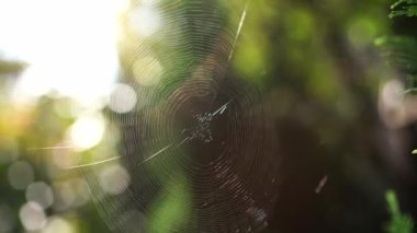 Round web flutters in the wind in the sun. High quality 4k footage