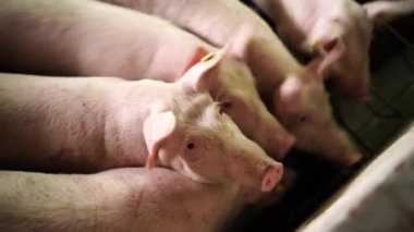 Pink piglets with ear tags eating from a trough on a farm in a fence. High quality 4k footage
