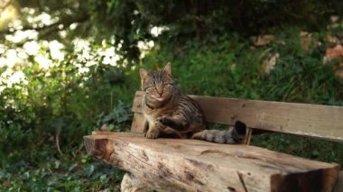 Gray tabby cat sits on a bench and looks around. High quality 4k footage