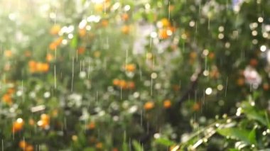 Heavy rain falls in the tangerine garden. High quality 4k footage