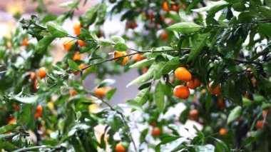 Tangerines hang on green branches in the garden in the rain. High quality 4k footage