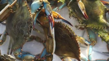 Freshly caught crabs move their claws in a box of water. High quality 4k footage