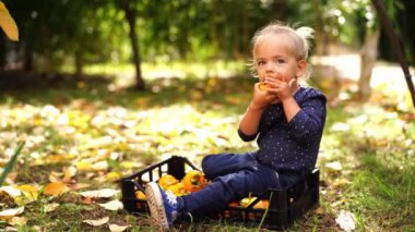 Little girl sits on a fruit box and nibbles on a persimmon. High quality 4k footage